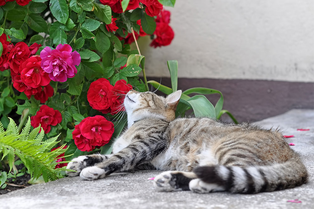 6 Trendy Houseplants That are Toxic to Cats