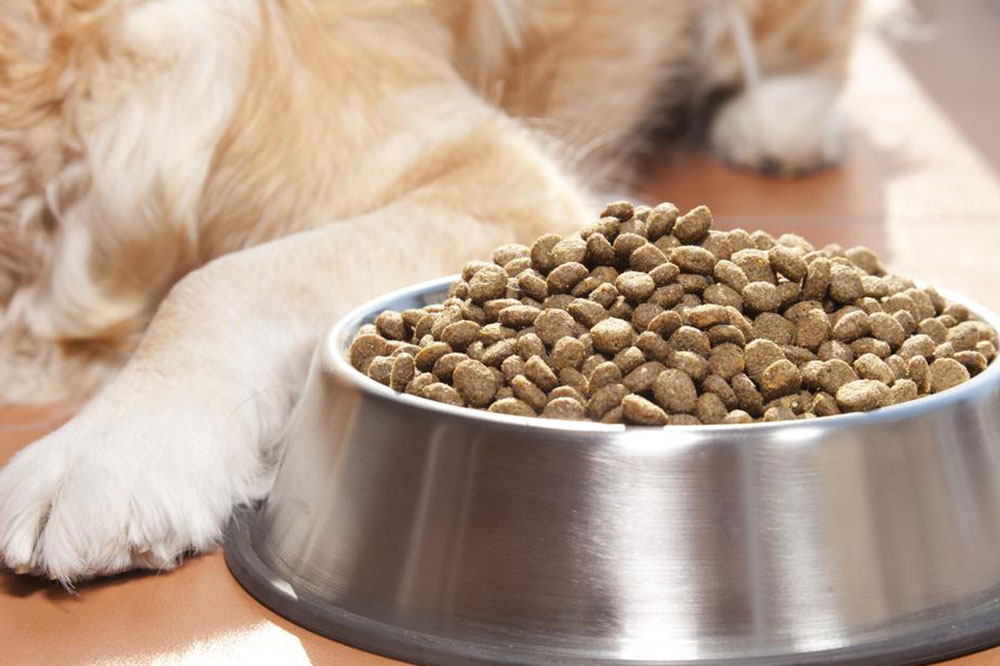 7 Common Food Allergens for Dogs