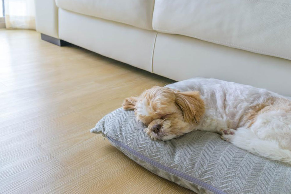 Pet-Friendly Hotel Rules for Traveling with Fido of Fluffy