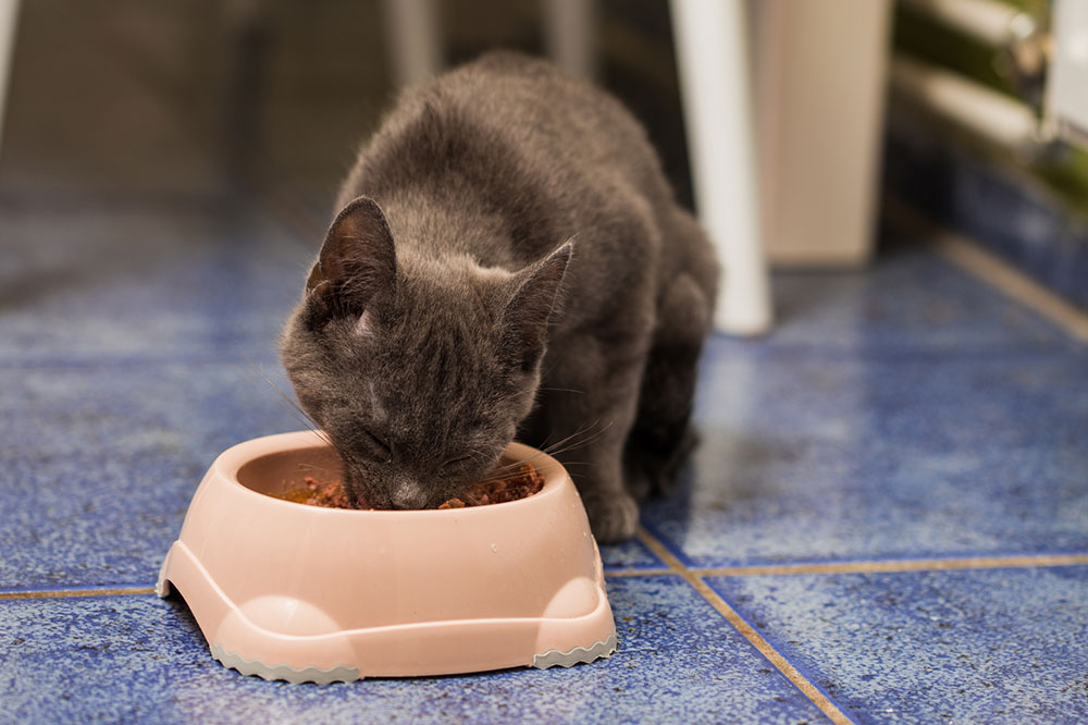 Top Food Options for Diabetic Cats