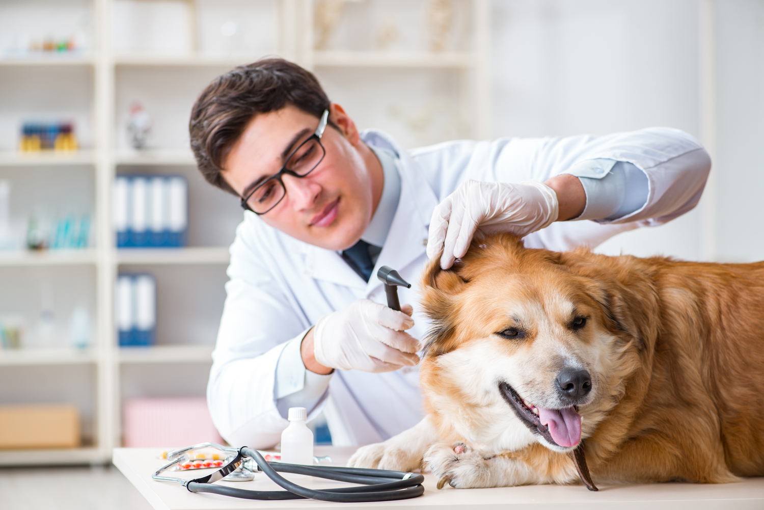 Helpful Ways to Identify and Treat Fleas in Dogs